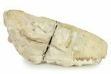 Partial Oreodont (Merycoidodon) Upper Skull - South Dakota #342182-3